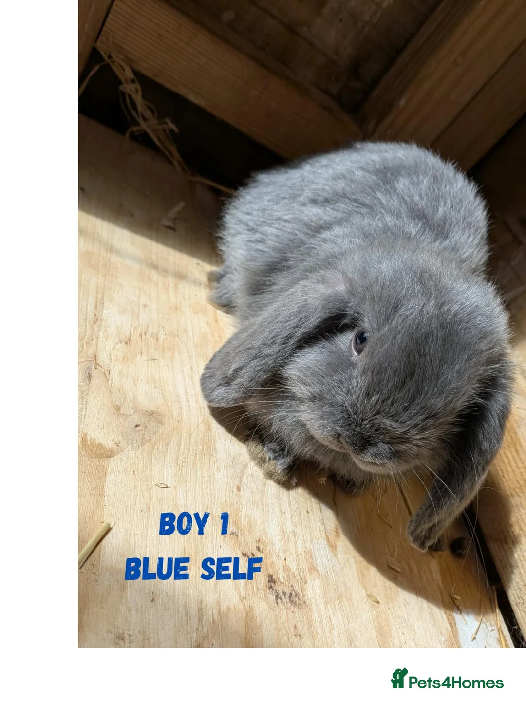 Mini Lop rabbits for sale: Gorgeous Harlequin Mini-Lops in Newport - Advert 11