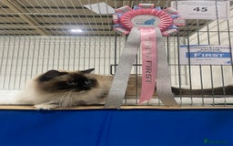 Ragdoll cats for sale: Champion blood dilute blue tabby ragdoll kitten - Image 18