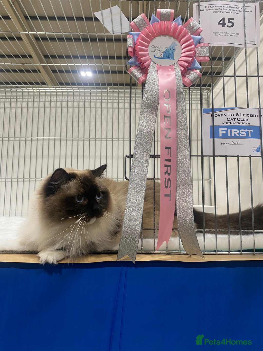 Ragdoll cats for sale: Champion blood dilute blue tabby ragdoll kitten - Image 18