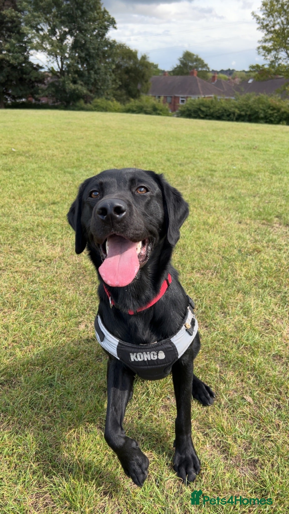 Labrador Retriever dogs Black male Labrador called bruno - Advert 3