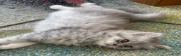 British Shorthair cats for sale: 3 stunning BSH Kittens available now  - Advert 8