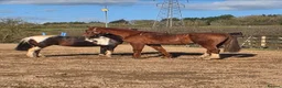 Belgian Warmblood horses for sale: Ridden companion - Advert 5