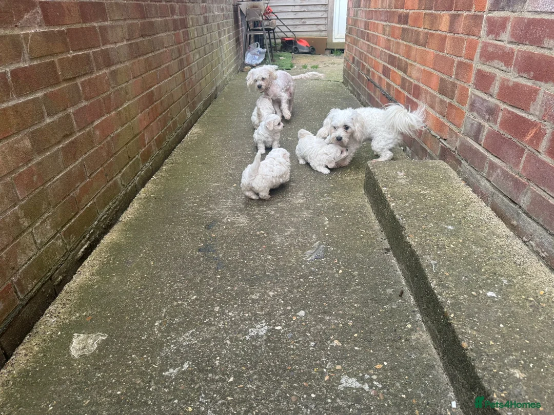 Maltese dogs for sale: Maltase in Corby - Advert 7