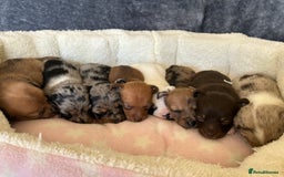 Jack Russell dogs for sale: Beautiful Rare Merle Mini Jack Russell Puppies  - Image 11