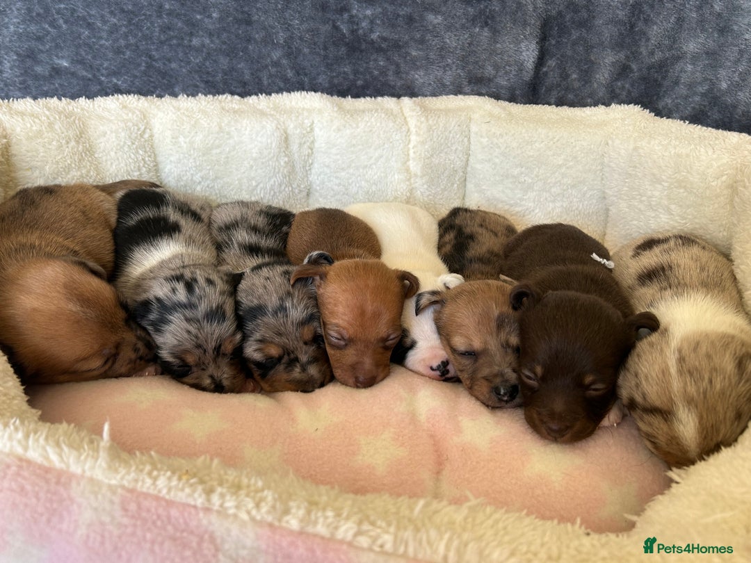 Jack Russell dogs for sale: Beautiful Rare Merle Mini Jack Russell Puppies  - Image 11