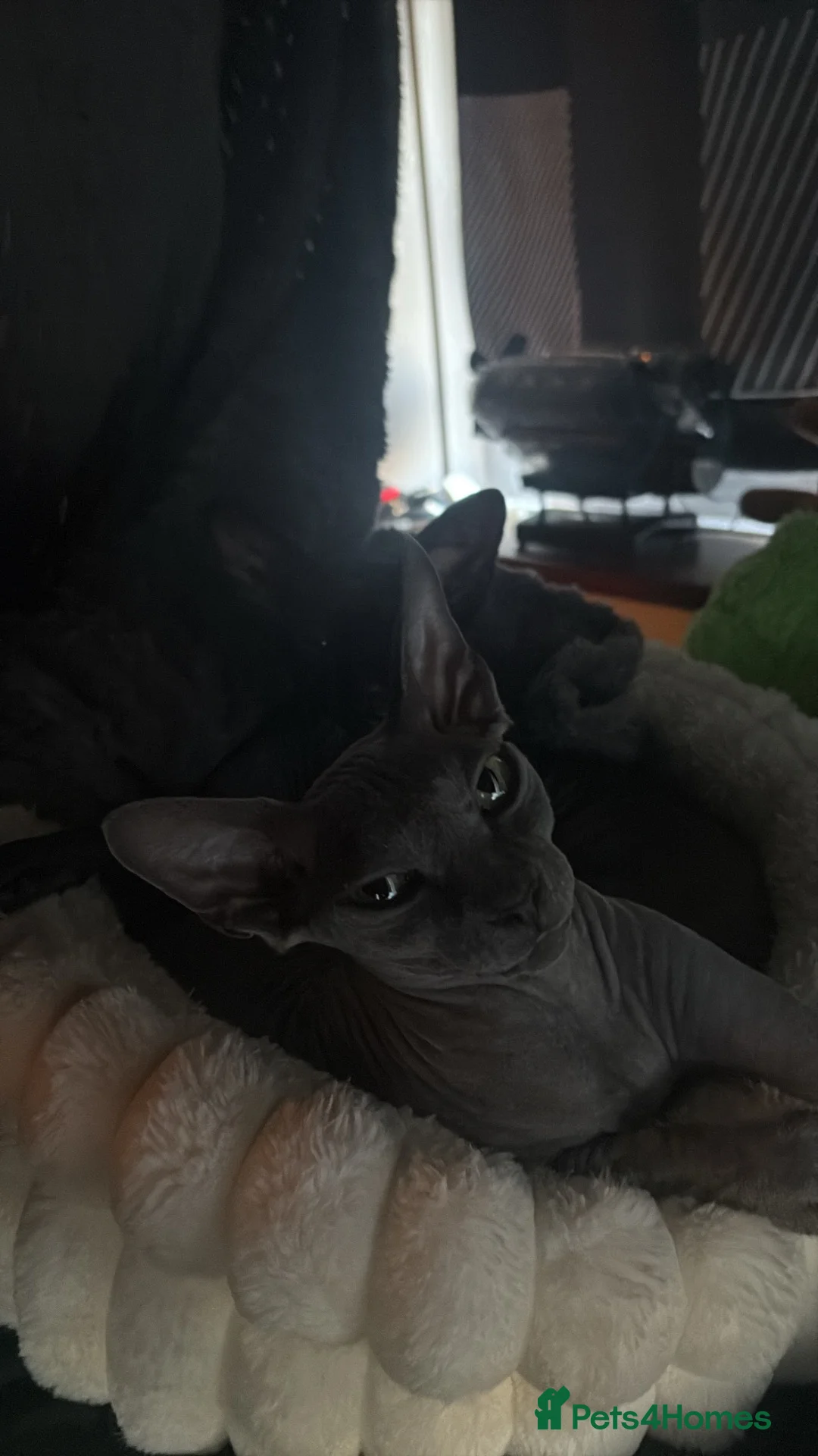 Sphynx cats for sale: Astra and Onyx 🐾 - Advert 12