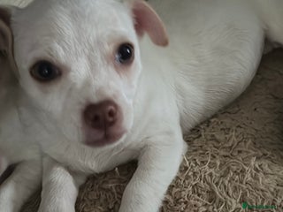 Jug dogs Jack Russell x pug puppy - Advert 1