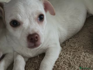 Jug dogs Jack Russell x pug puppy - Advert 1