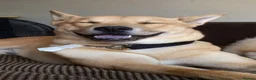 Mixed Breed dogs for sale: MUST BE ONLY PET IN HOME - Advert 8