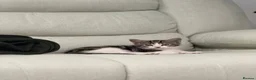 Domestic Shorthair cats for sale: Kitten for sale in Brierley Hill - Advert 6
