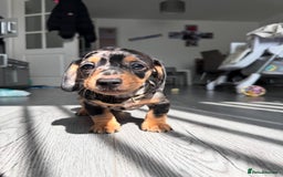 Dachshund dogs for sale: Dachshund pups 3 boys left  in Bootle - Image 25
