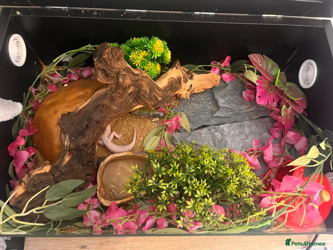 Leopard Gecko reptiles for sale: cute leopard gecko with full setup  - Advert 2