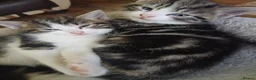 Mixed Breed cats for sale: 4 adorable kittens looking for a home. - Advert 7
