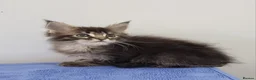 Maine Coon cats for sale: GCCF Pedigree Maine Coon Kittens  - Advert 13