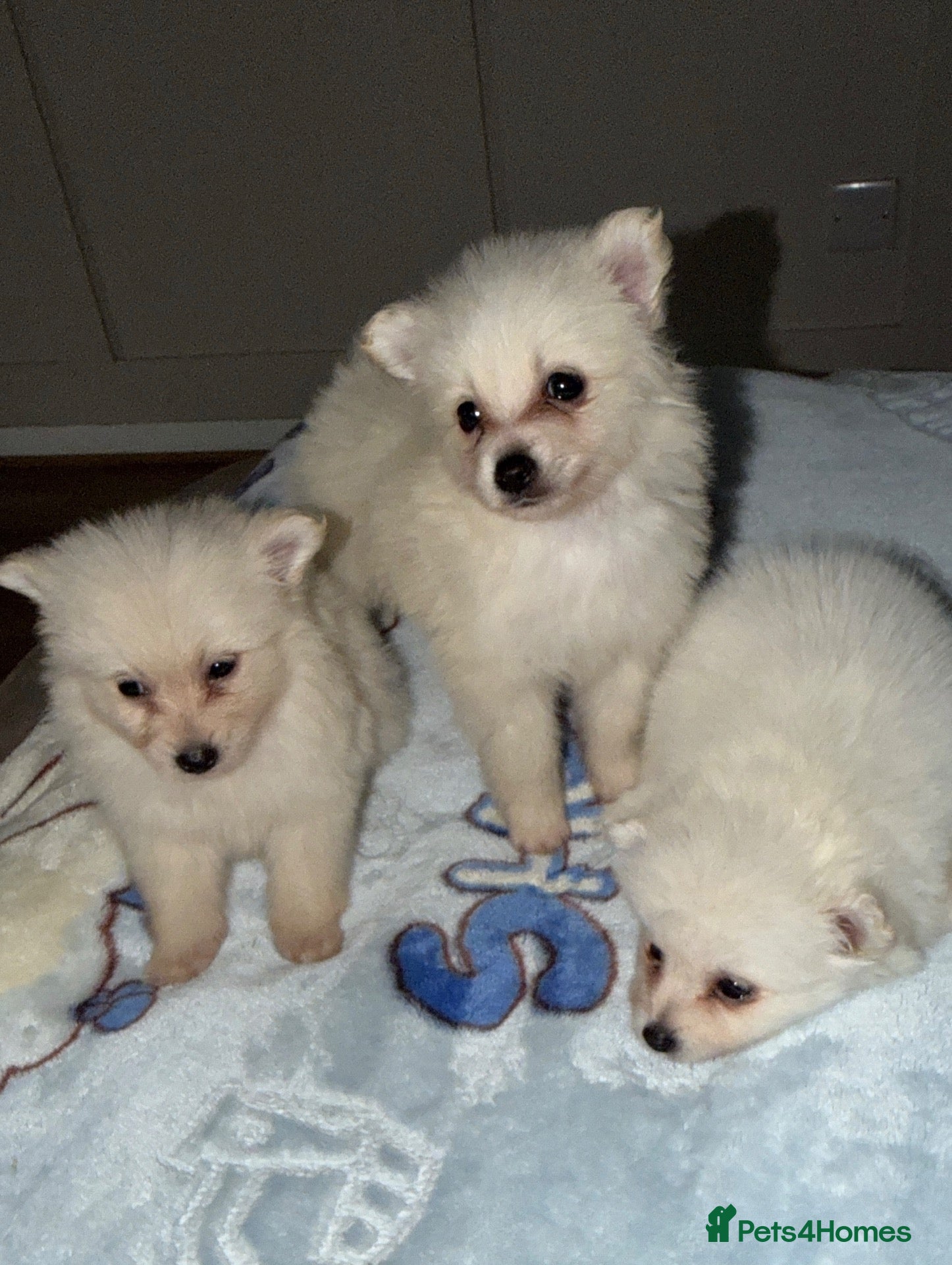Japanese Spitz dogs Tiny Japanese Spitz  - Advert 2