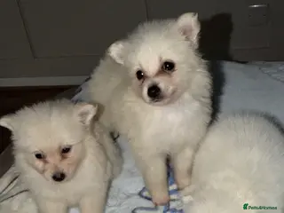Japanese Spitz dogs Tiny Japanese Spitz - Advert 5