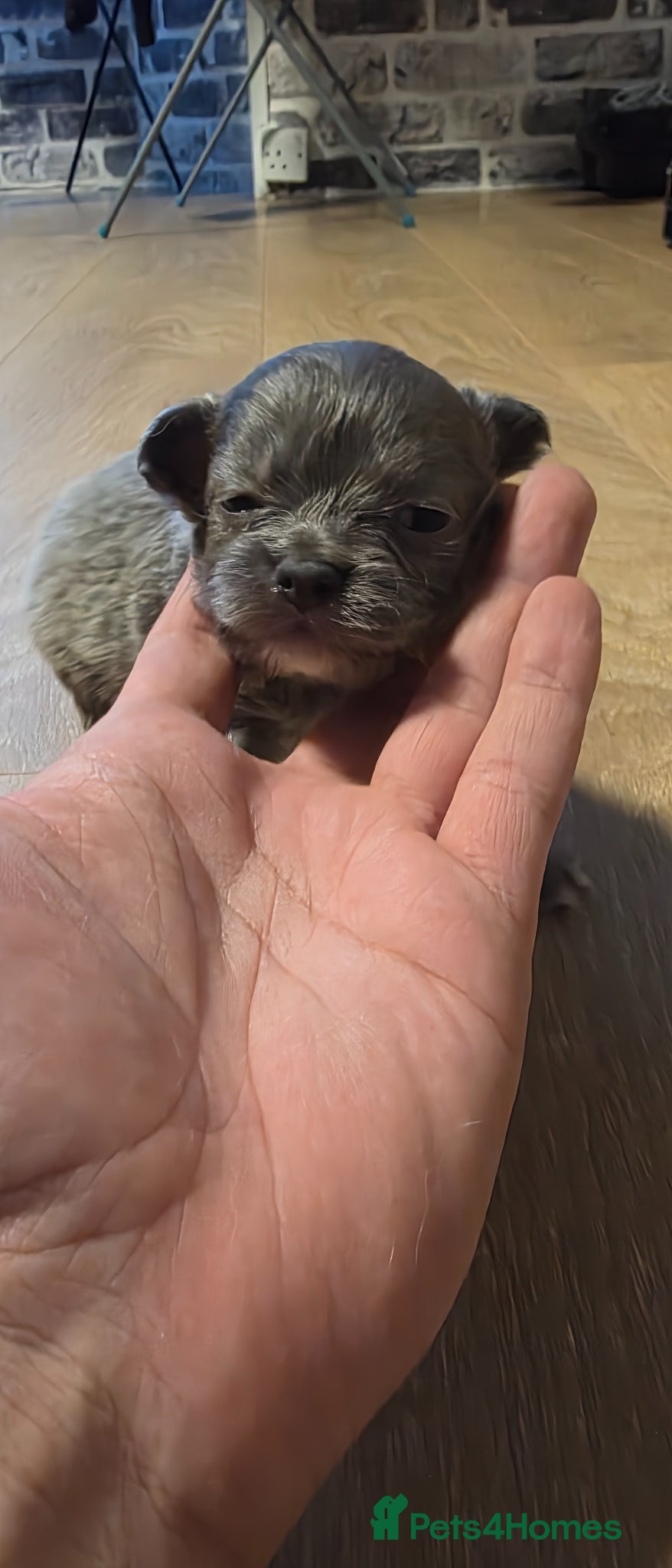 Chihuahua dogs for sale: Long & short haird chihuahua puppies  in Wirral - Advert 12