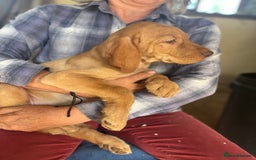 Hungarian Vizsla dogs for sale: Wire haired vizsla X  - Image 19