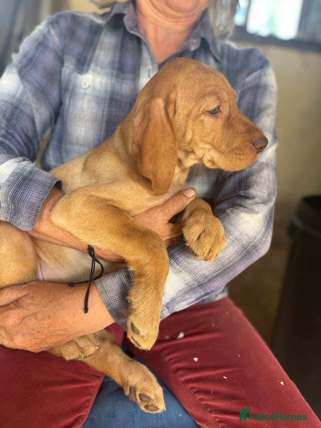 Hungarian Vizsla dogs for sale: Wire haired vizsla X  - Image 19