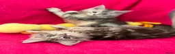 Maine Coon cats for sale: Maine coon kittens silver tabby ready now in Swansea - Advert 2