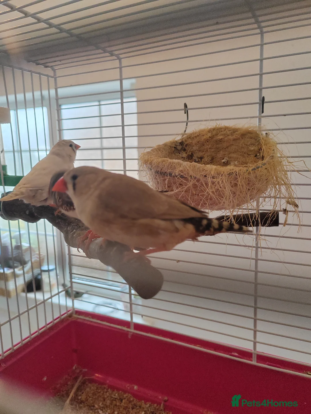 Finches birds for sale: One male and two female finches - Advert 5
