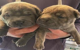 Staffordshire Bull Terrier dogs for sale: Blue staffy x sharpei  - Image 7