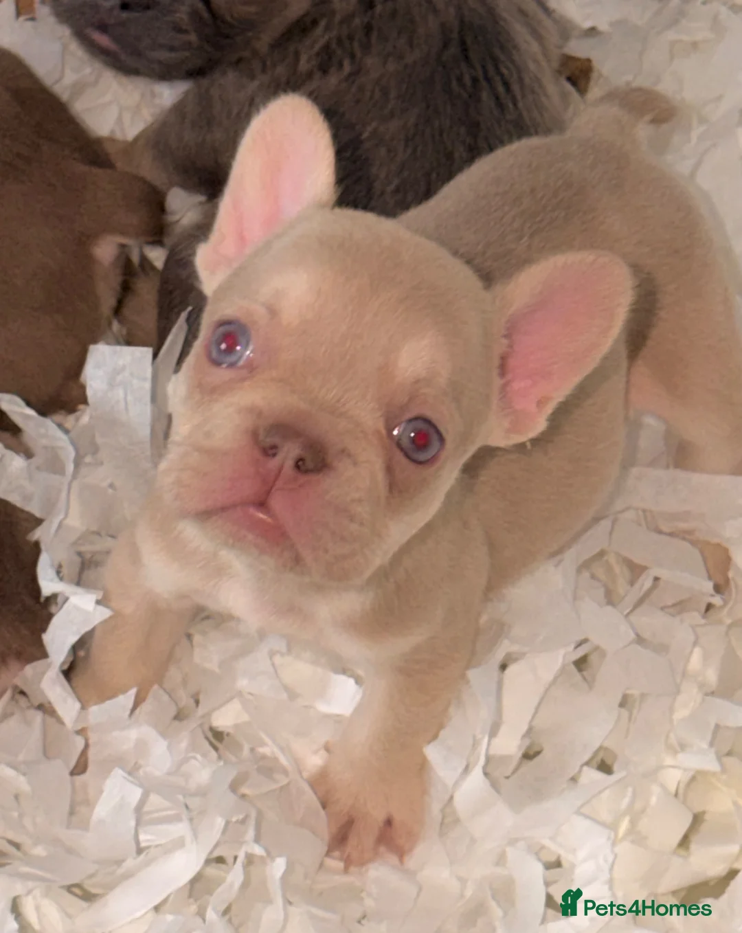 French Bulldog dogs for sale: 🐾 6 Beautiful KC Registered French Bulldog Puppys - Advert 34