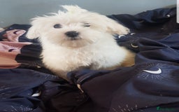 Maltese dogs for sale: Fluffy cute half Korean maltese ready to go  - Image 3