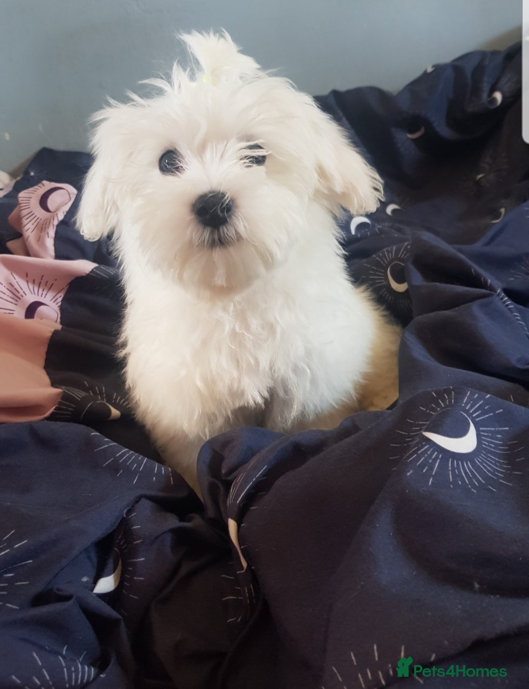 Maltese dogs for sale: Fluffy cute half Korean maltese ready to go  - Image 3