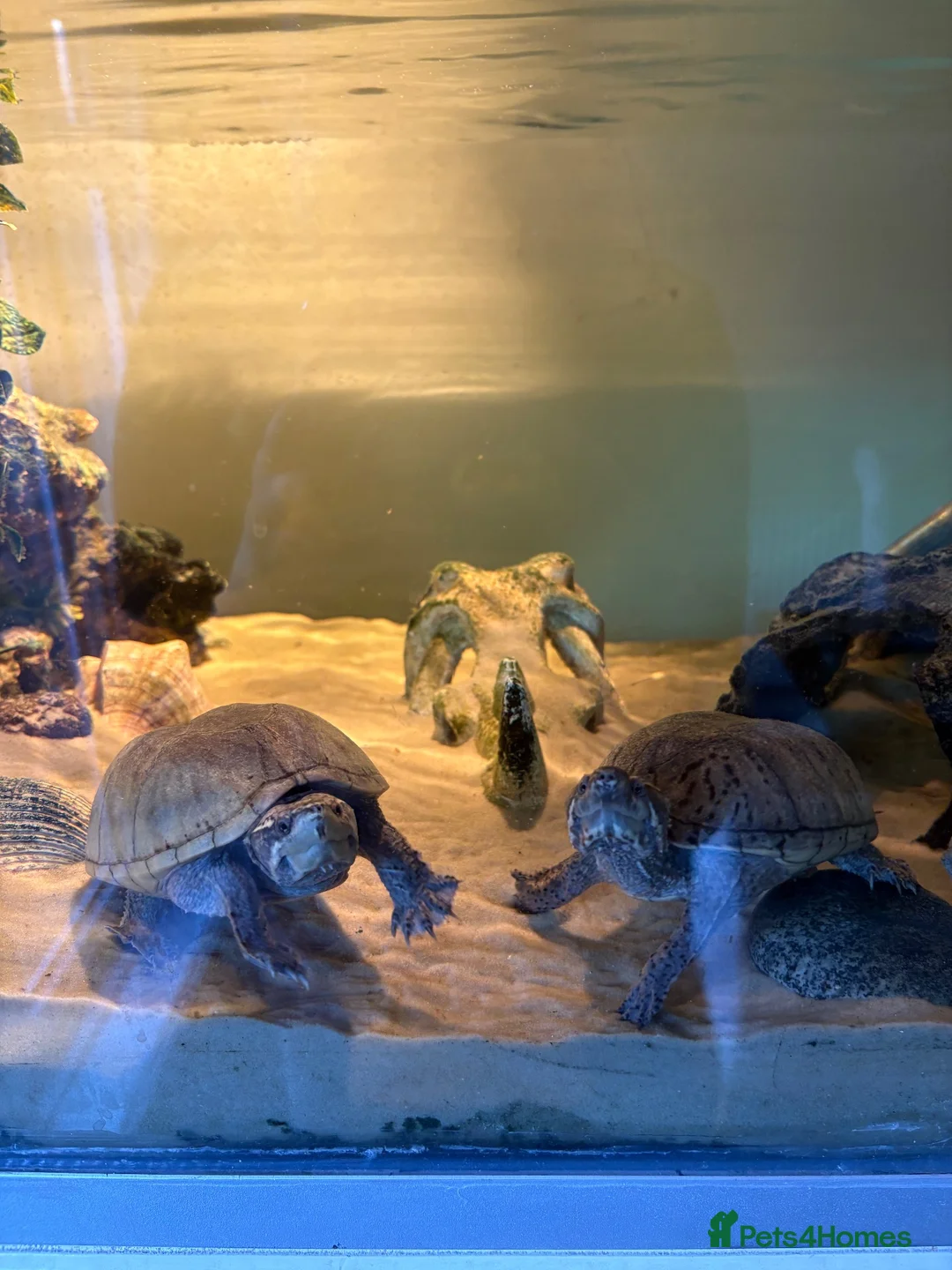 Turtle reptiles for sale: 2 musk turtles need rehoming - Advert 2
