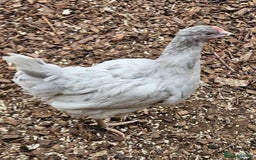 Chickens poultry for sale: Hybrid Hens for Sale - Image 6