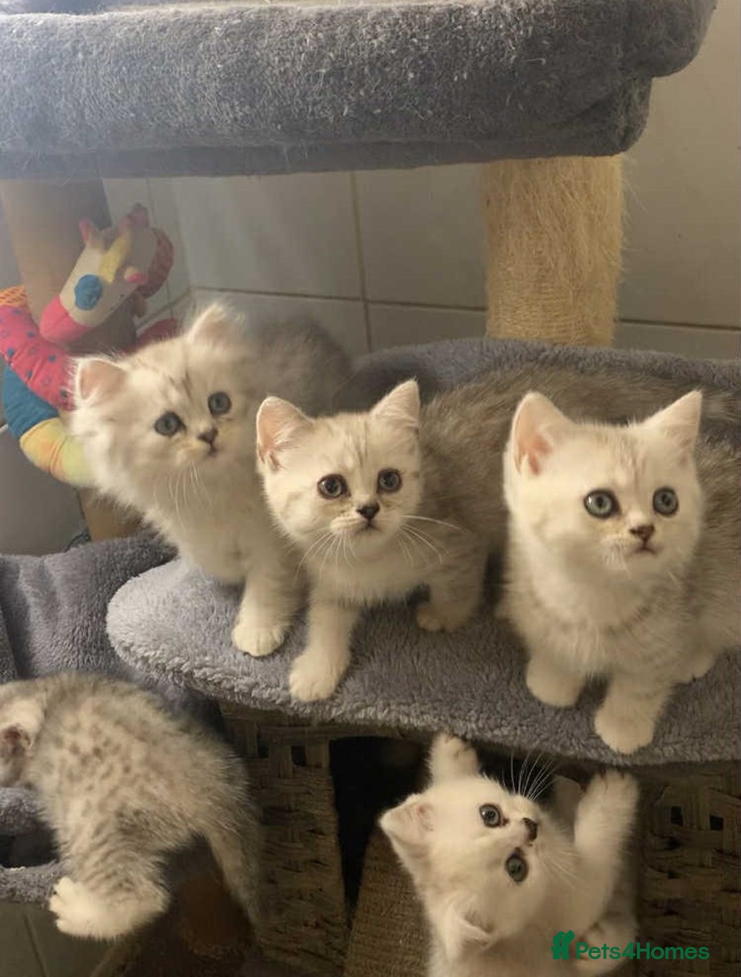British Longhair cats for sale: BSH and BLH Silvers   in Bournemouth - Image 13