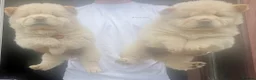 Chow Chow dogs for sale: Beautiful Kc registered chow chow puppies - Advert 7