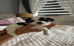 Biewer Terrier dogs for sale: Biewer terrier male puppies for sale - Image 7