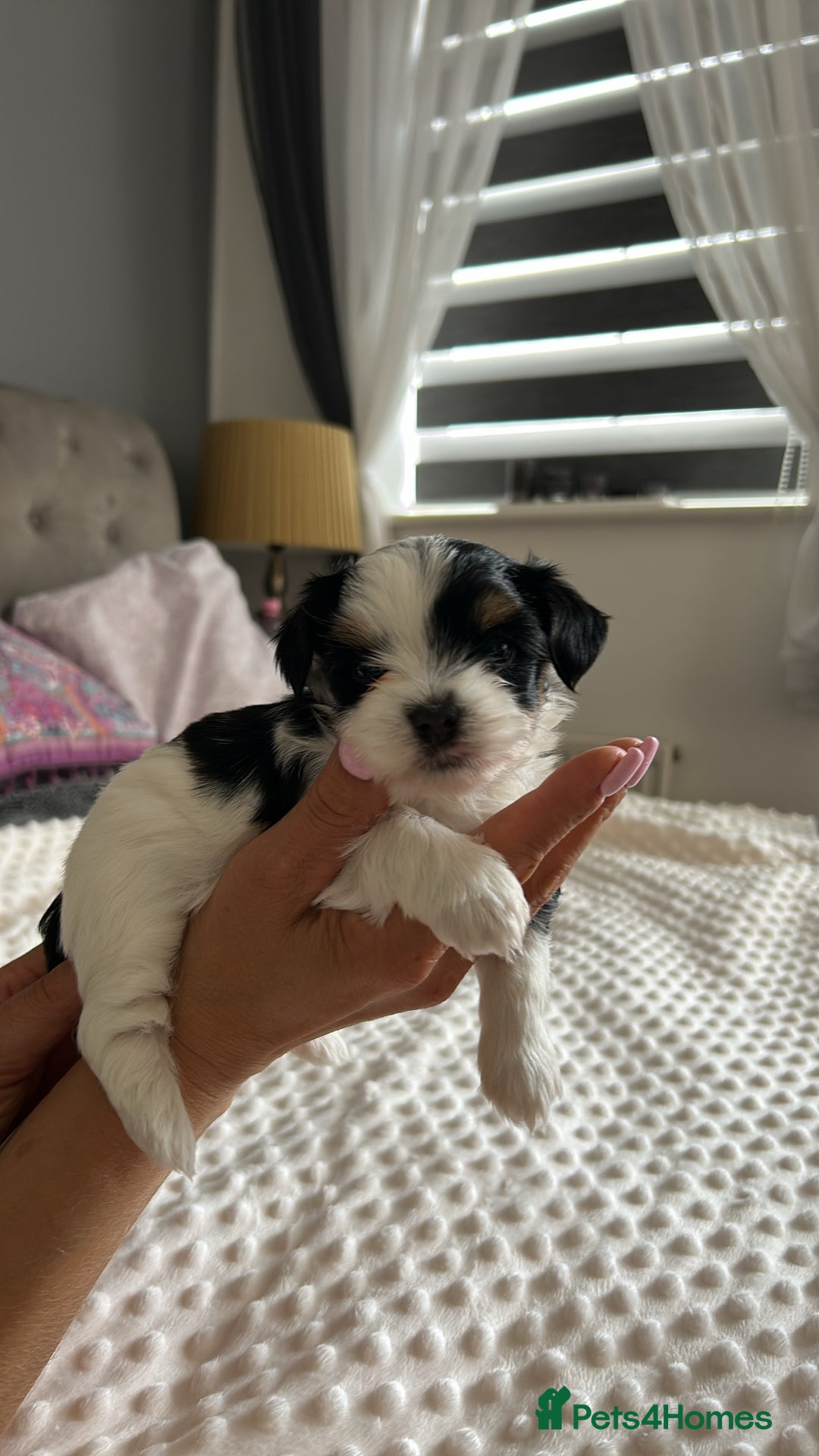 Biewer Terrier dogs for sale: Biewer terrier male puppies for sale - Image 7