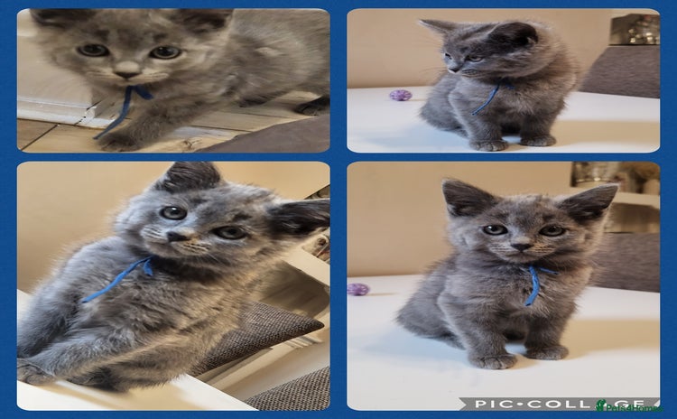 British Shorthair cats - Advert 14