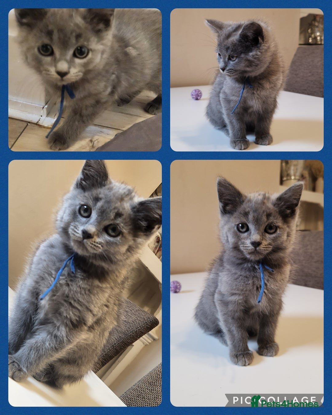 British Shorthair cats for sale: 2 beautiful boys ready now - Image 1
