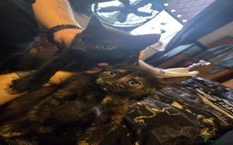 Mixed Breed cats for sale: Adorable Kittens Looking for Their Forever Homes - Image 1