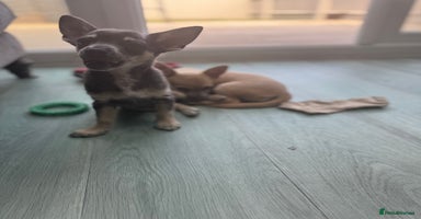 Chihuahua dogs - Advert 6
