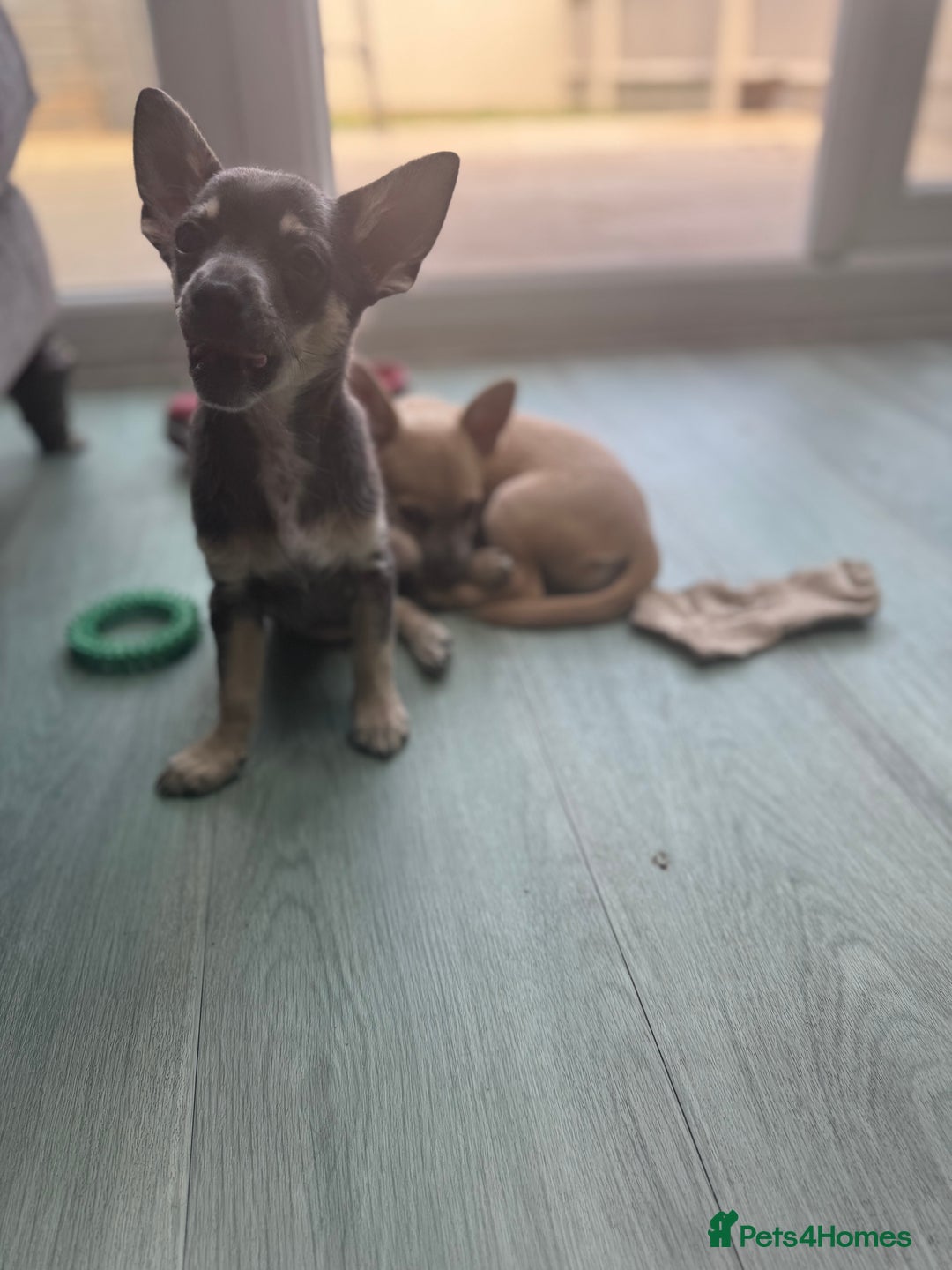Chihuahua dogs for sale: 💙💛 Blue & tan pure breed deer head chihuahuas 💙 - Image 2