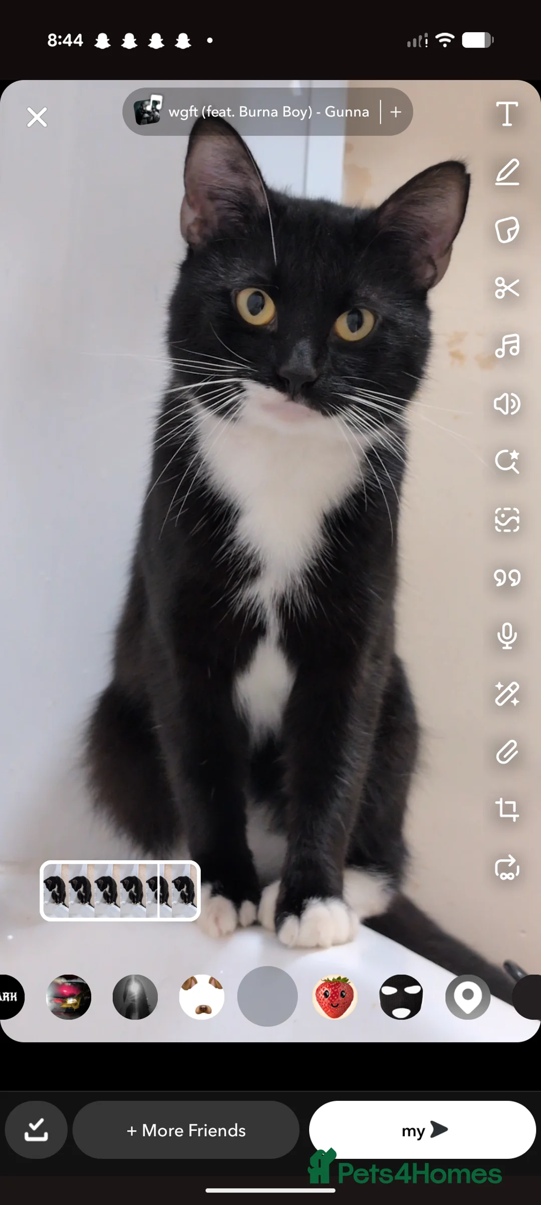 Domestic Shorthair cats for sale: Paddy - Advert 2