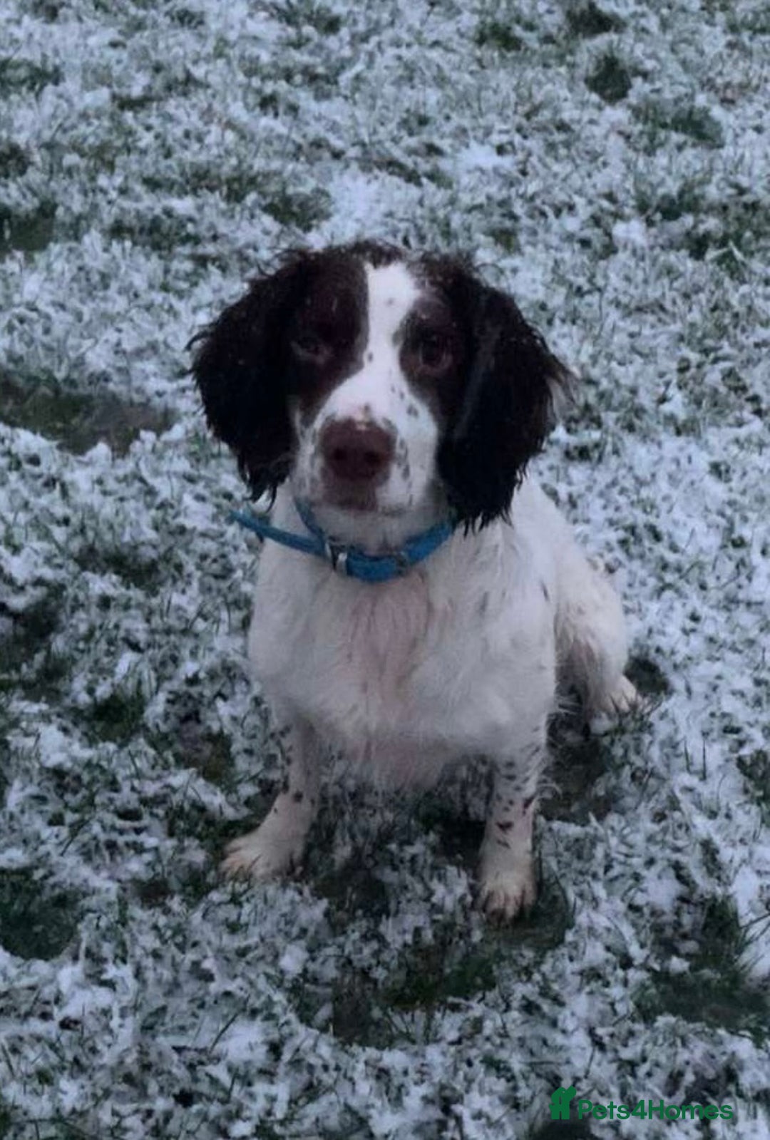 English Springer Spaniel dogs for stud: KC Registered English Springer Spaniel Stud in Bexhill-on-Sea - Advert 4