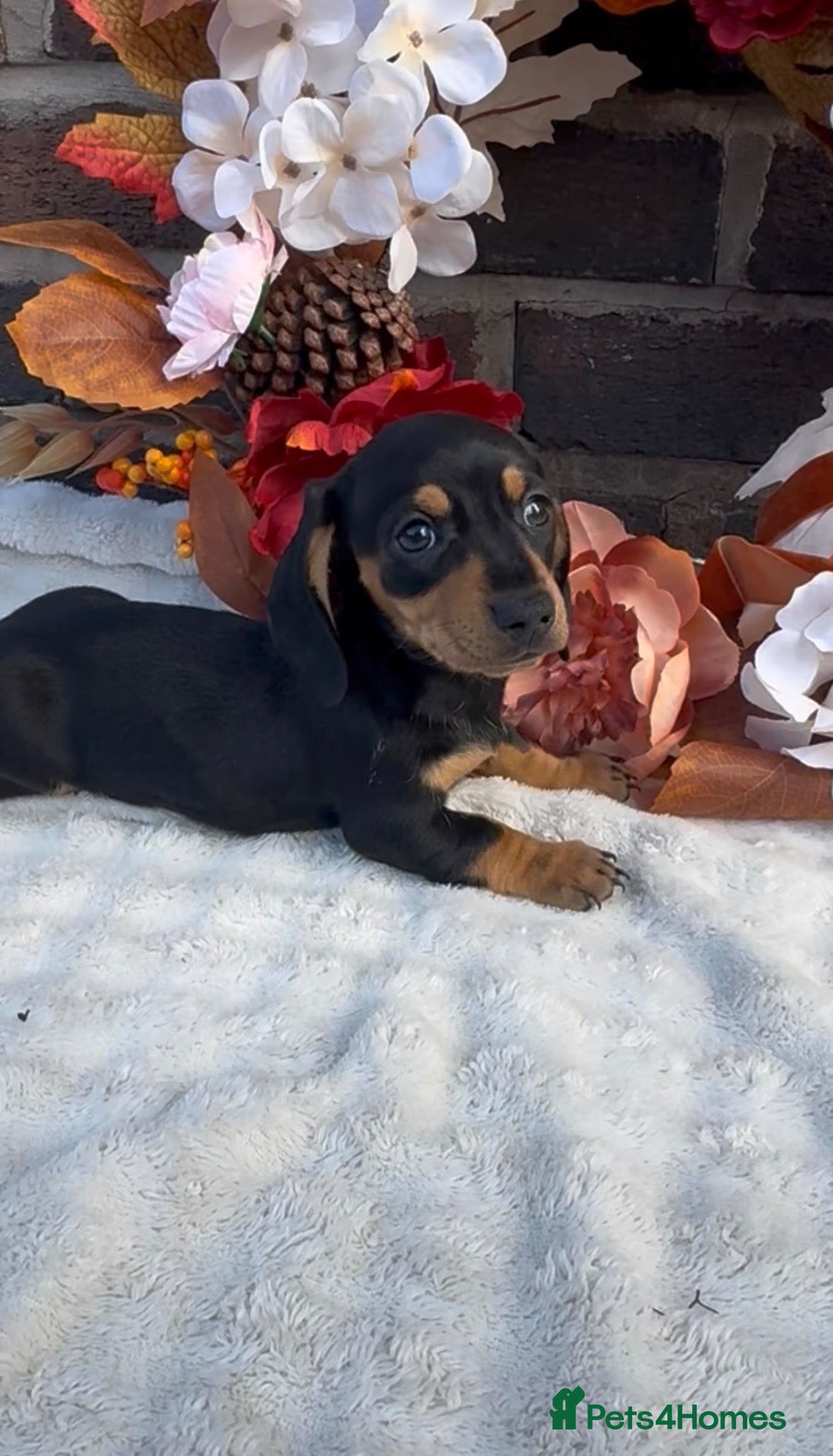 Miniature Dachshund dogs Miniature dachshund puppies ❤️ - Advert 1