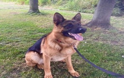 German Shepherd dogs for sale: Litter of puppies with a World Class Pedigree  - Advert 3