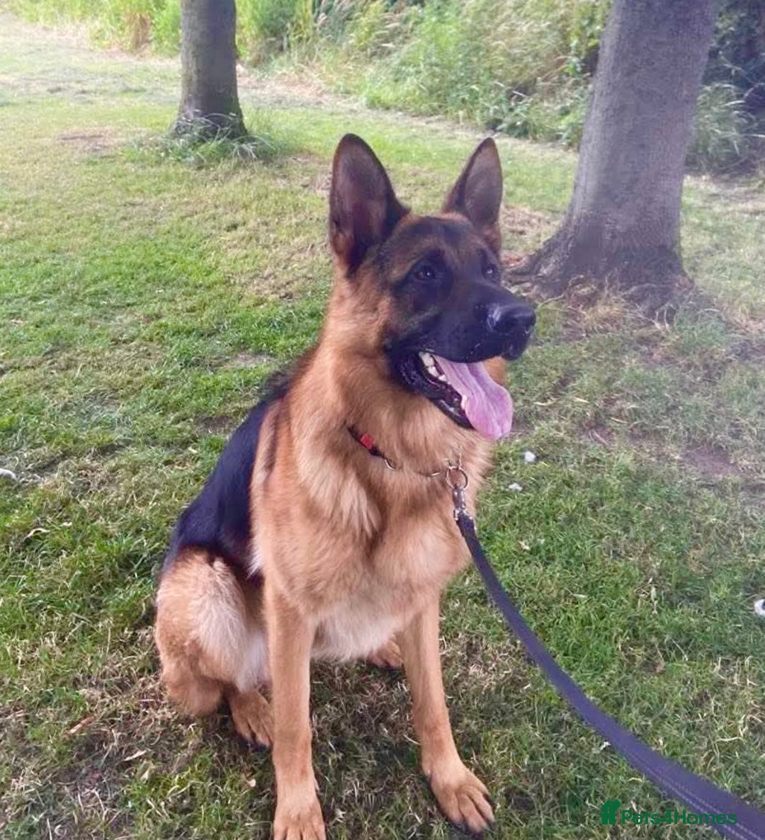 German Shepherd dogs for sale: Litter of puppies with a World Class Pedigree  - Advert 3