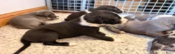 Mixed Breed dogs for sale: The most beautiful Beddie x whippet x collie  - Advert 2