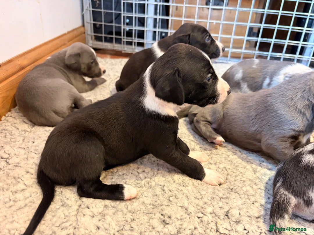 Mixed Breed dogs for sale: The most beautiful Beddie x whippet x collie  - Advert 2