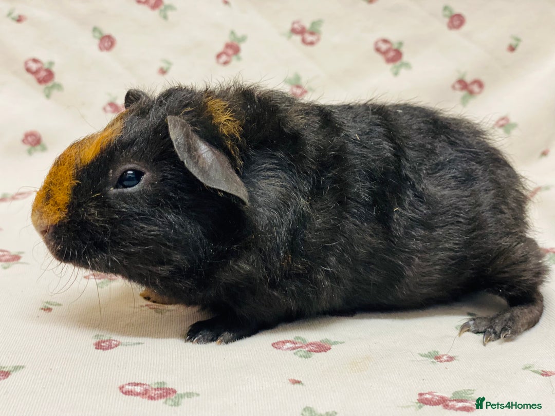 Guinea Pig rodents for sale: Skinny pig and fluffy baby boy pair - Advert 4