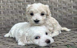 Maltipoo dogs for sale: Champagne and white, extensively health tested - Image 2