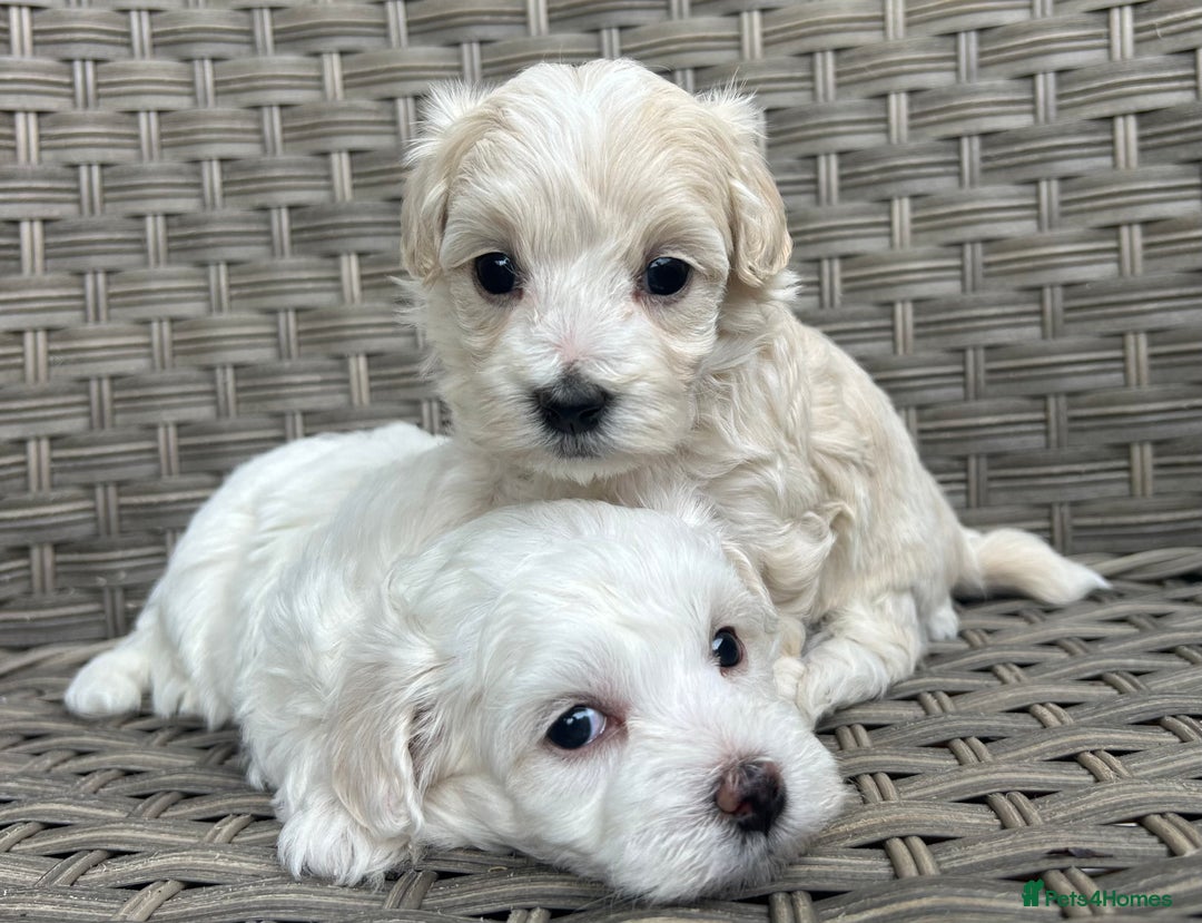 Maltipoo dogs for sale: Champagne and white, extensively health tested - Image 2